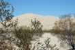 Creosotebush en Kelso dunes 