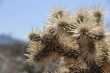 Cholla cactus 