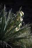 Bloeiende Yucca 