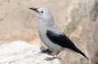 Clark's nutcracker 