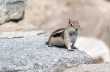 Golden mantled ground squirrel 