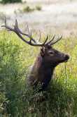 Jong mannetjes Wapitihert (elk) 