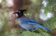 Steller's jay 