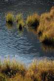 Beaver pond 